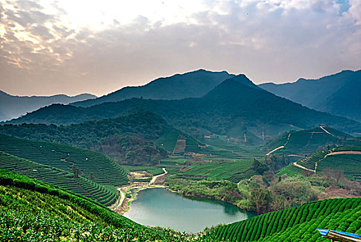 杭州龙坞茶山