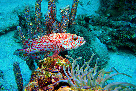 加勒比,石斑鱼,珊瑚礁,荷属安的列斯