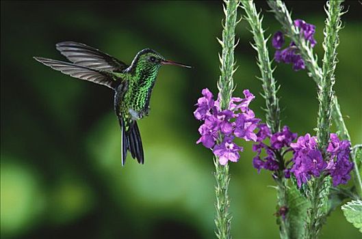 蜂鸟,花,雨林,生态系统,哥斯达黎加