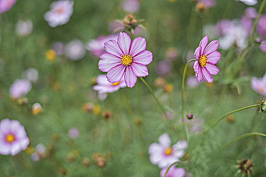 格桑花