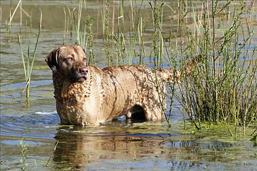 切萨皮克湾寻猎犬,狗,站在水中
