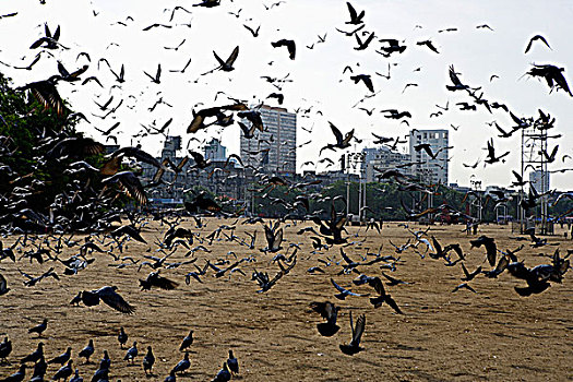 鸟,飞翔,海滩,孟买,印度