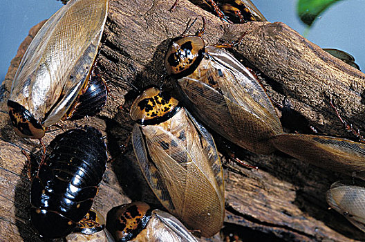 蟑螂,西印度群岛