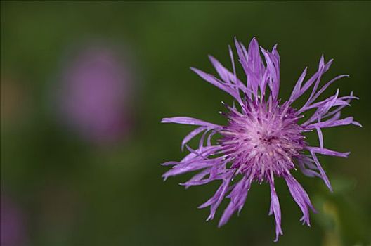 褐色,黑矢车菊