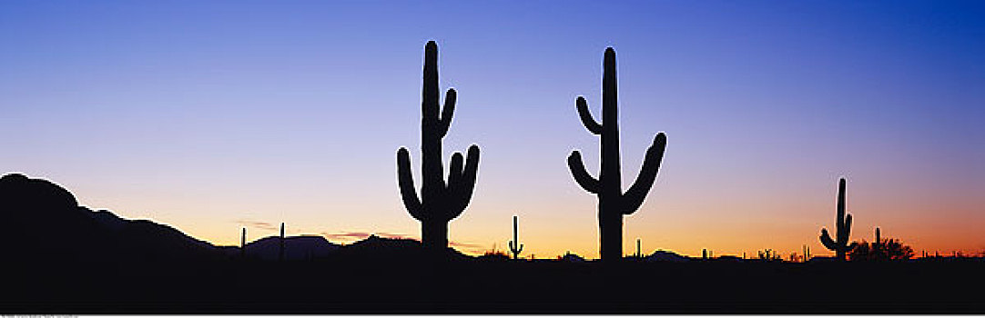 巨柱仙人掌,亚利桑那,美国