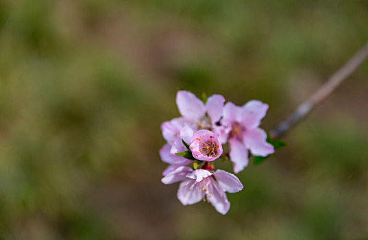 鲜花