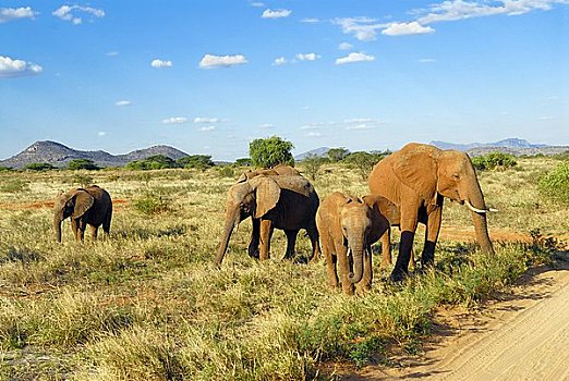 非洲象,萨布鲁国家公园,肯尼亚