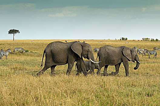 非洲,大象,多,诞生,风景,风暴,天空,马赛马拉国家保护区,肯尼亚,东非