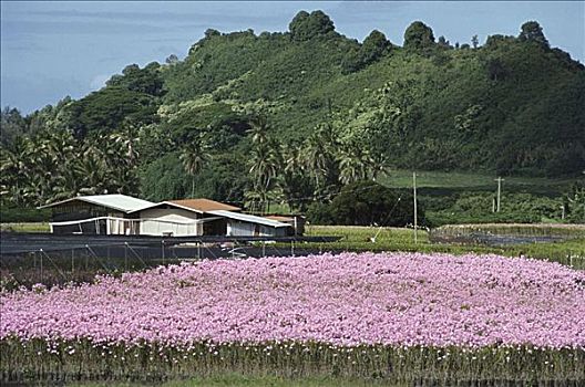 夏威夷,夏威夷大岛,山间高原,粉色,万带兰,兰花