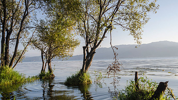 云南大理洱海湖畔水中的树林