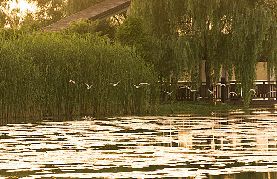 洋湖湿地公园的白鹭