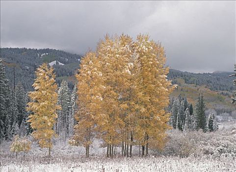 白杨,山杨,树,雪中,秋天,靠近,科罗拉多