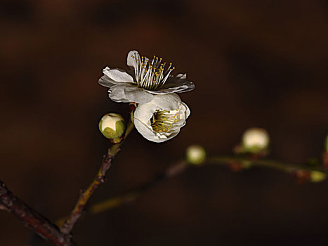 梅花