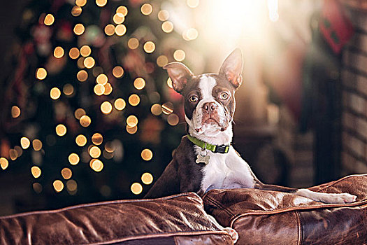 头像,波士顿犬,沙发,正面,圣诞树