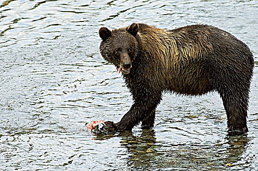 大灰熊,棕熊,成年,吃,三文鱼,鱼,溪流,通加斯国家森林,阿拉斯加,美国