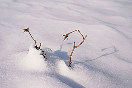 中国冬季白色的雪覆盖着的树林