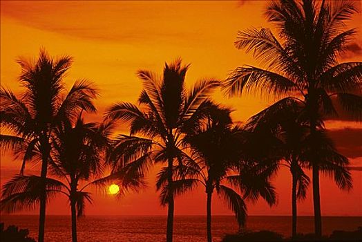 棕榈树,剪影,亮黄色,红色,日落,天空