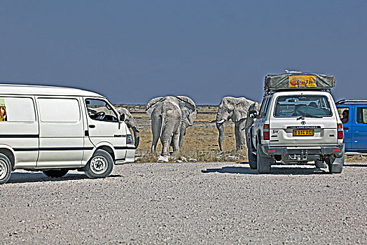 非洲,西南,纳米比亚,国家公园,大象,交通工具