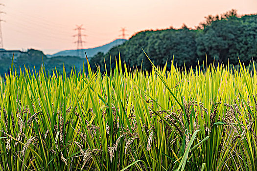 稻田水稻