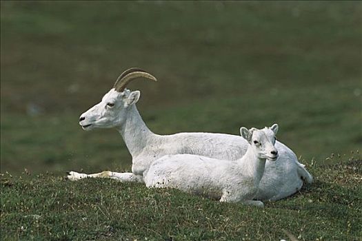 野大白羊,白大角羊,女性,羊羔,休息,苔原,克卢恩国家公园,加拿大