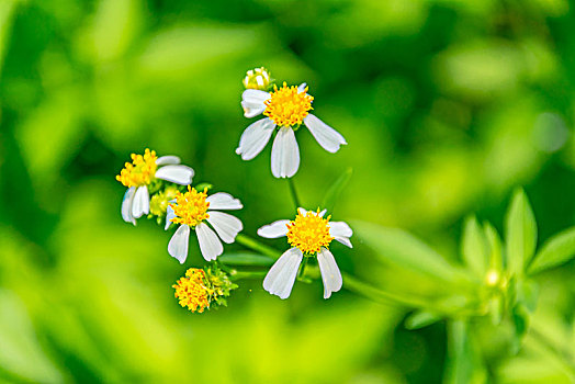 鬼针草小白花