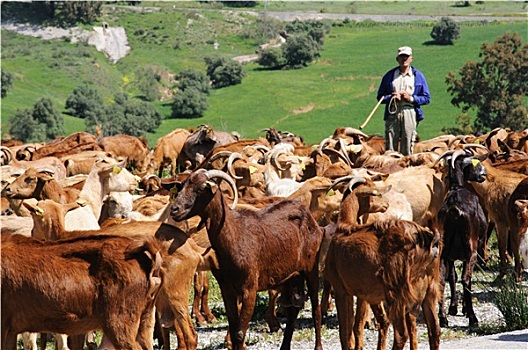 牧羊人,西班牙