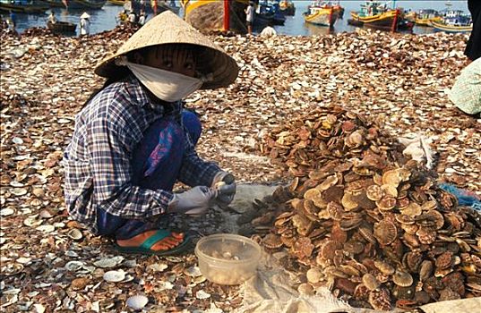 越南,美尼,打开,海贝