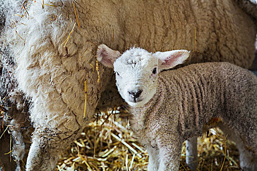 母羊,诞生,羊羔,室内,厩,站立,稻草