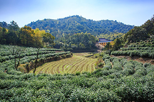 茶园,雪岭寺,绿茶