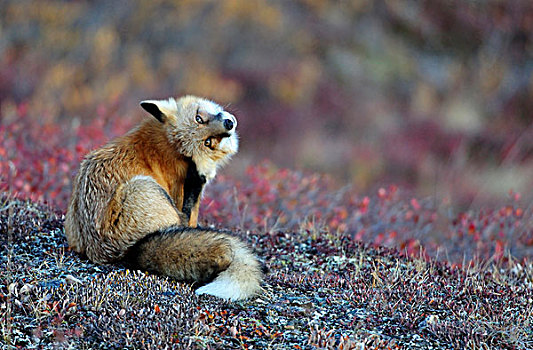 狐狸,挠,黎明,德纳里峰国家公园,阿拉斯加,美国