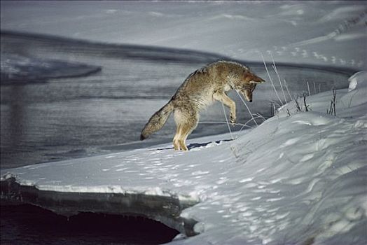 丛林狼,犬属,突袭,小,啮齿类动物,下方,雪,河边,北美