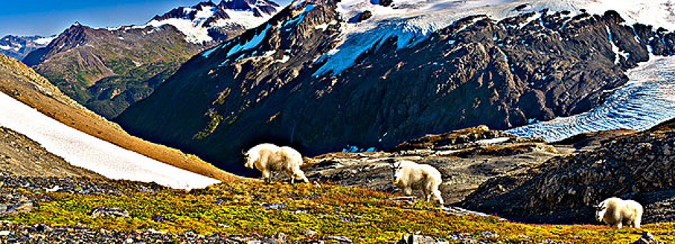 三个,石山羊,靠近,出口,小路,觅食,山坡,晴朗,夏天,奇奈峡湾国家公园,阿拉斯加,冰河,合成效果