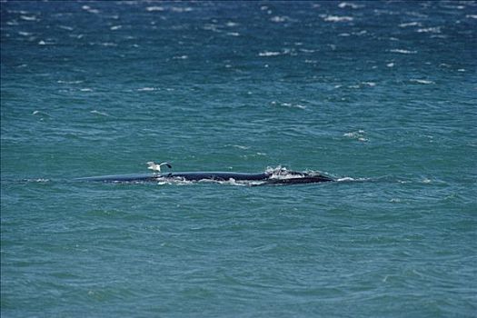 海鸥,挑选,皮,南露脊鲸,瓦尔德斯半岛,阿根廷