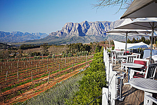 餐馆,远眺,葡萄园,斯坦陵布什,西海角,南非
