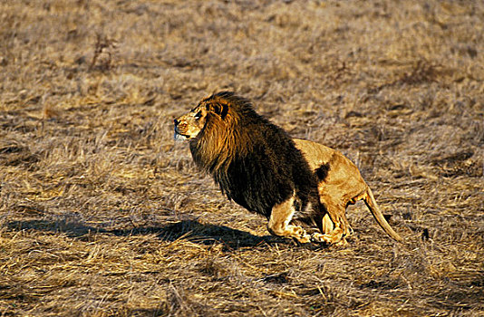 非洲狮,狮子,雄性,跑,大草原