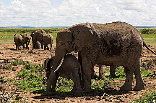 非洲,肯尼亚,安伯塞利国家公园,大象,幼兽,乡村