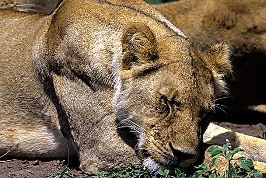 坦桑尼亚,塞伦盖蒂,雌狮,睡觉