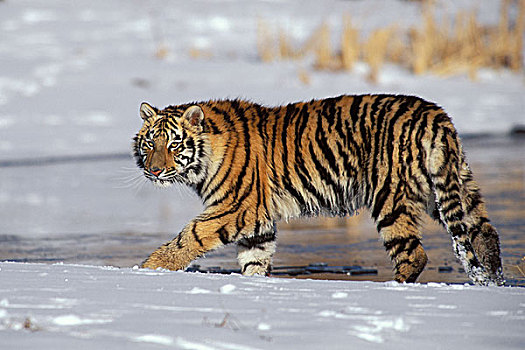 西伯利亚虎,东北虎,幼兽,走,雪中,西伯利亚