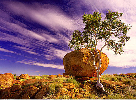 橡胶树,魔鬼石,北领地州,澳大利亚