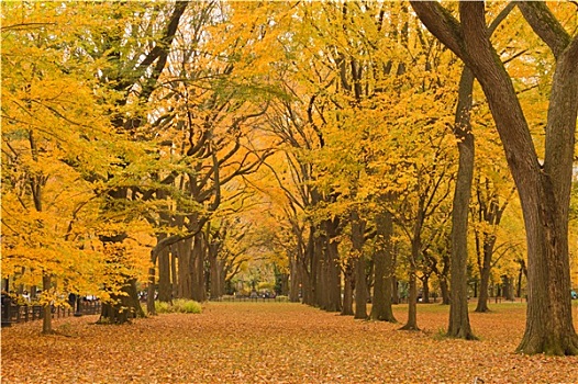 纽约,中央公园,小路,秋天