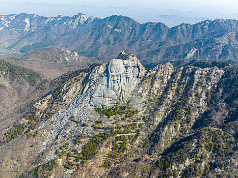 山东蒙山寿星