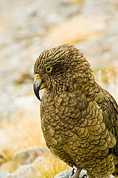 新西兰,南岛,食肉鹦鹉,啄羊鹦鹉,只有,本土动植物,栖息地