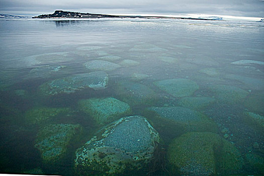 挪威,斯瓦尔巴群岛,斯匹次卑尔根岛,藻类,岩石上,水下,平和,海边风景,夏天