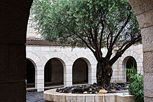 以色列,内院,教堂,橄榄树