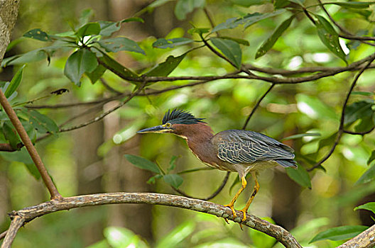 绿鹭,栖息,枝条,蓬塔雷纳斯省,哥斯达黎加,北美