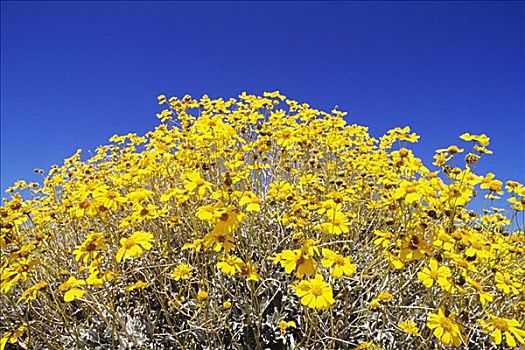 加利福尼亚,上面,植物,开花,蓝天