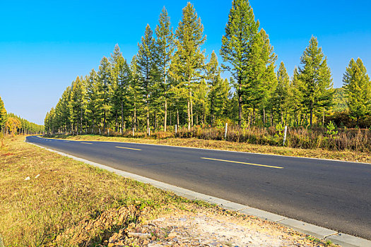 塞罕坝秋日森林公路