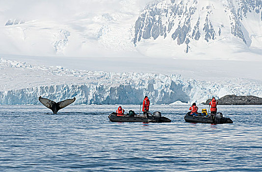 驼背鲸,大翅鲸属,鲸鱼,靠近,海岸,旅游,看,南极半岛,南极