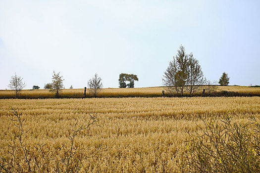北方草原谷子麦子麦田自然地平线