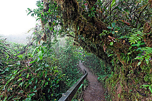蒙特维多云雾森林自然保护区,哥斯达黎加